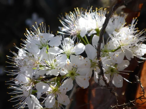 Flatwoods Plum
