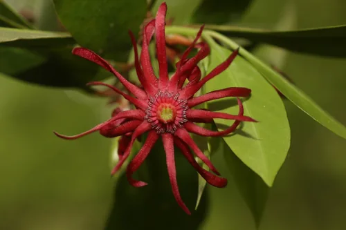 Florida Anise