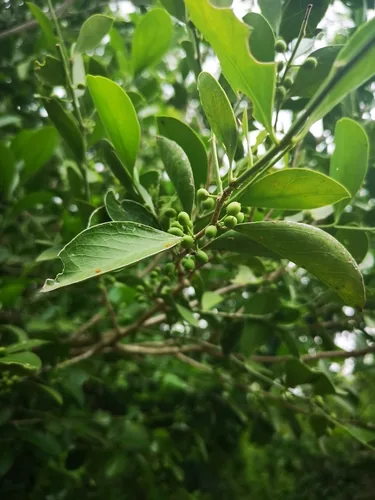 Florida Boxwood