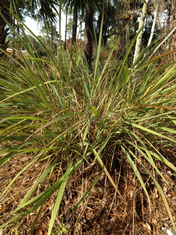 Florida Gamagrass