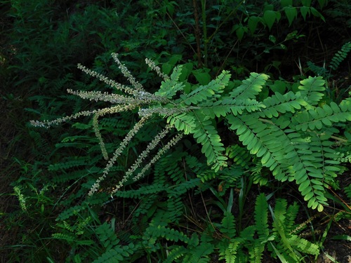 Florida Leadplant