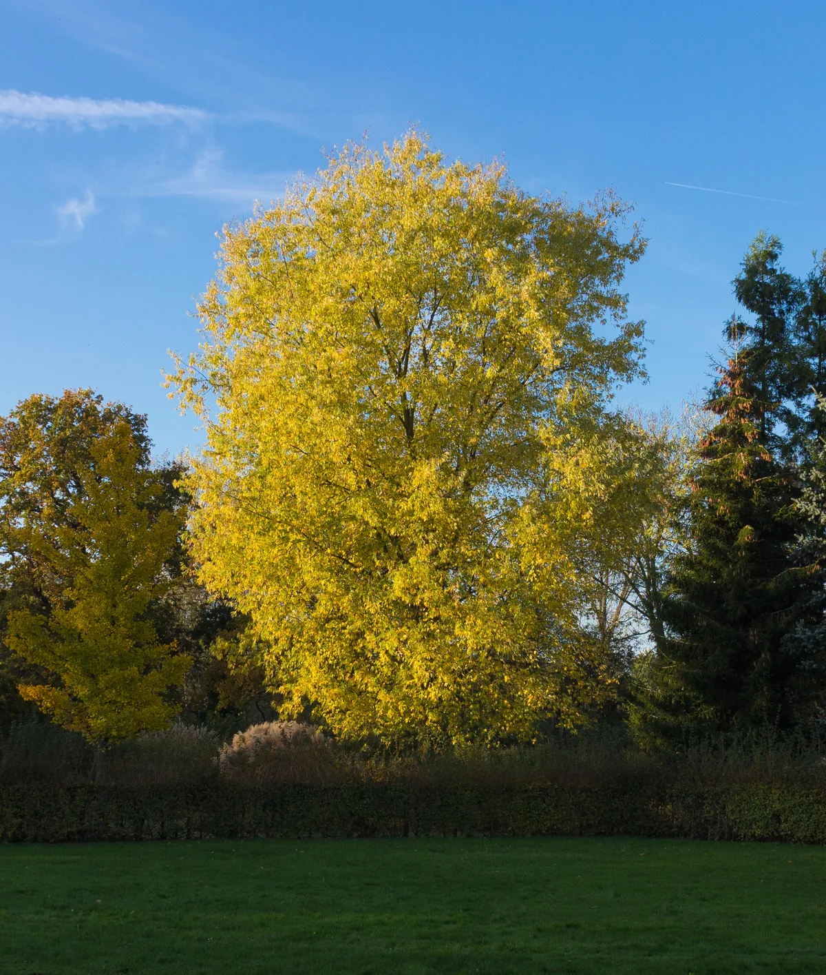 Florida Maple
