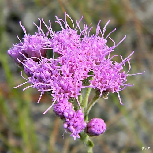 Florida Paintbrush