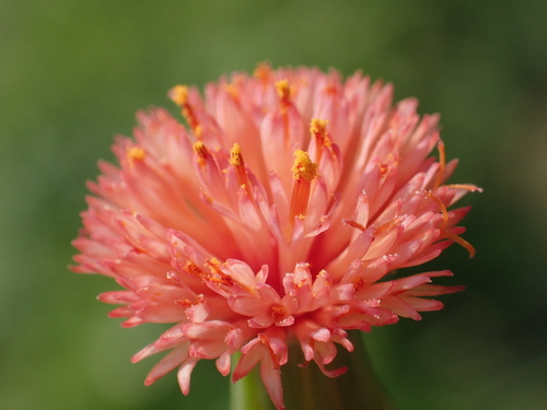 Florida Tasselflower