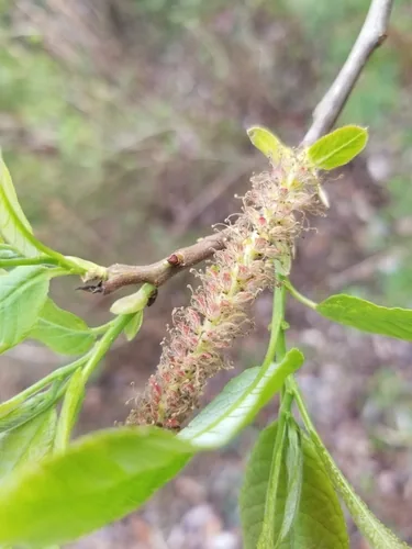 Florida Willow