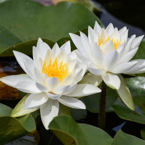 Fragrant Waterlily