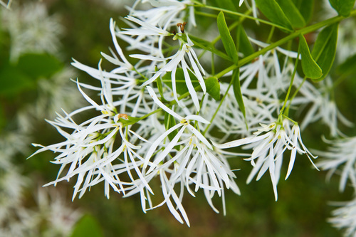 Fringe Tree