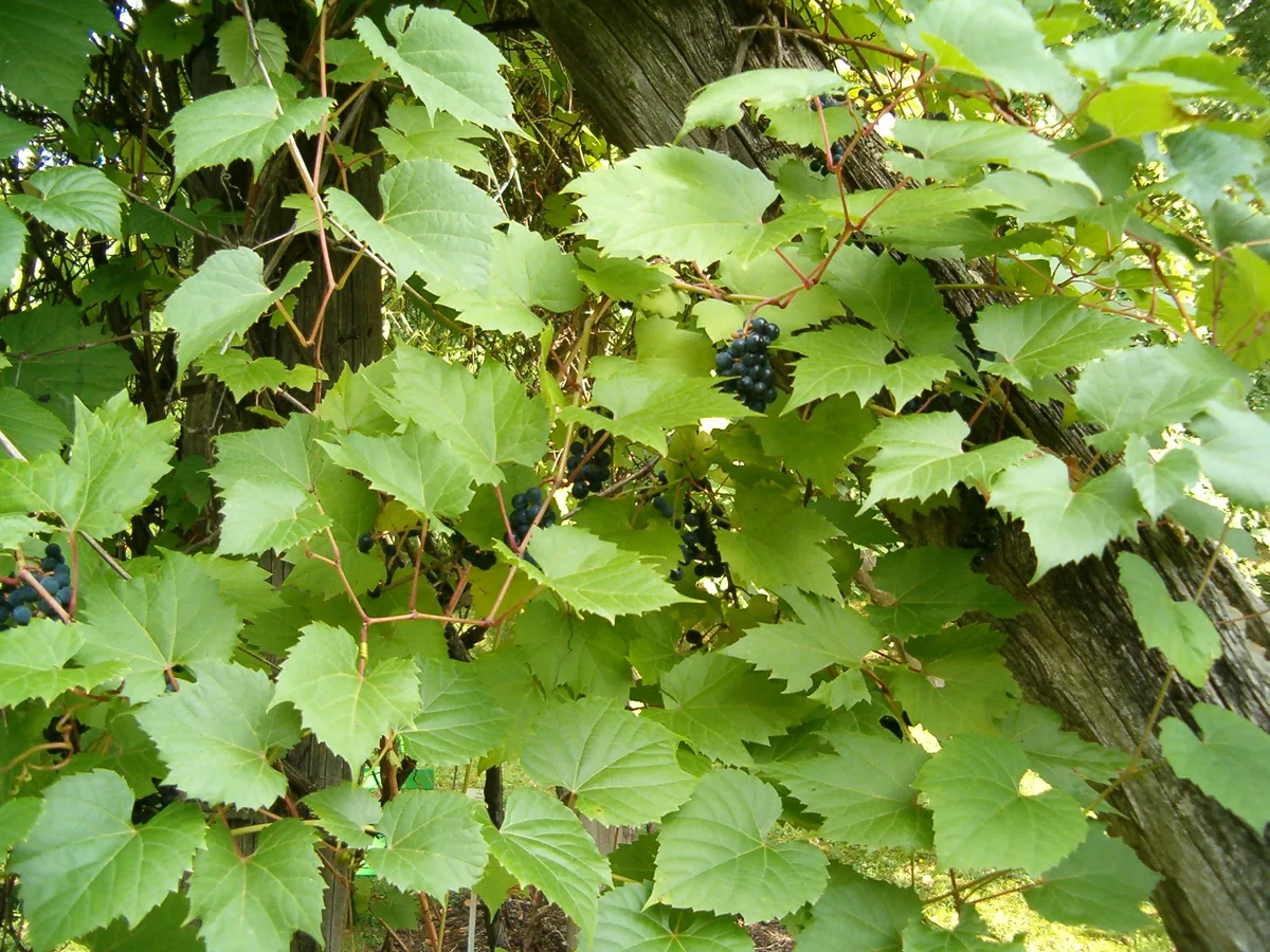 Frost Grape