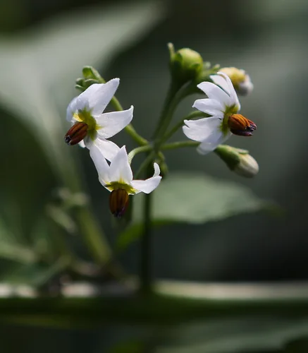 Garden Huckleberry