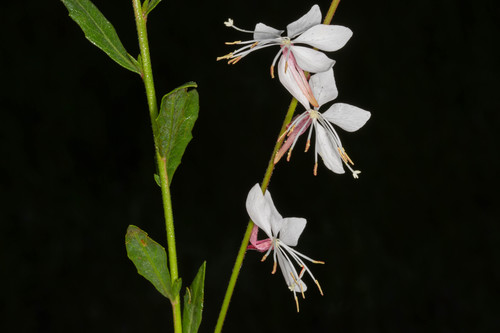 Gaura