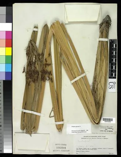 Giant Bulrush
