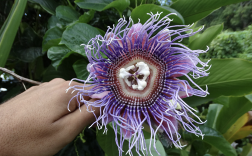 Giant Granadilla