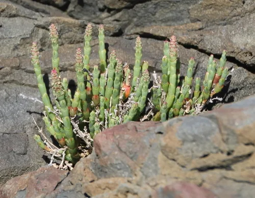 Glasswort