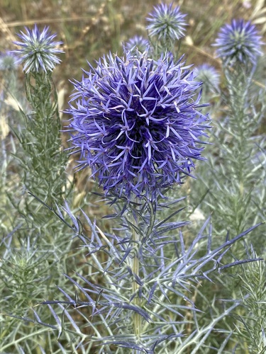 Globe Thistle