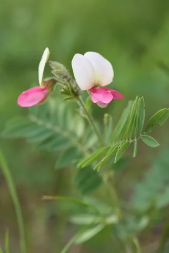 Goat's Rue