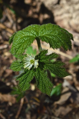 Goldenseal