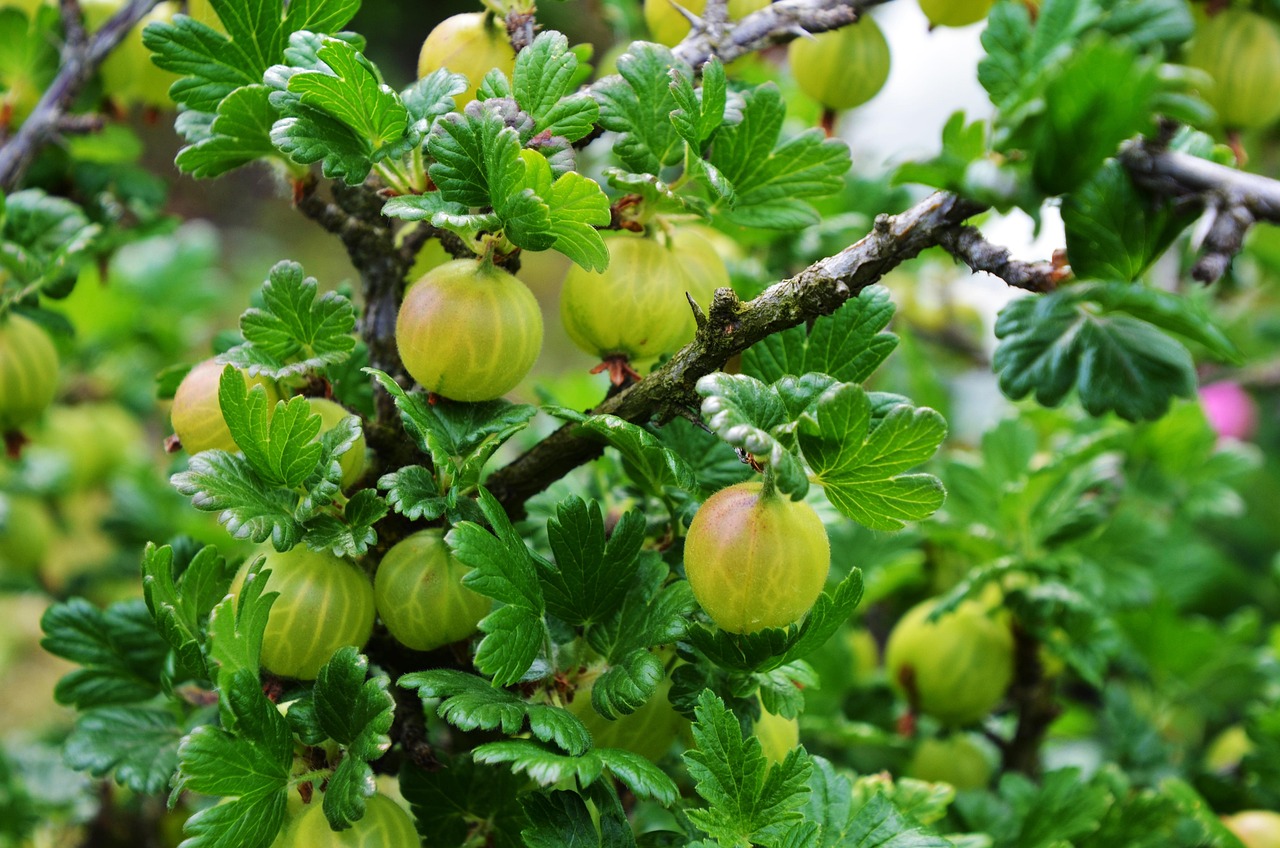 Gooseberry