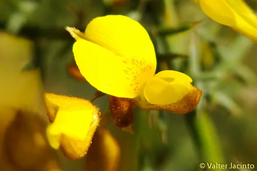 Gorse