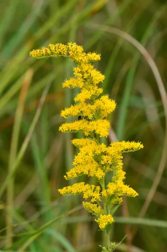 Gray Goldenrod