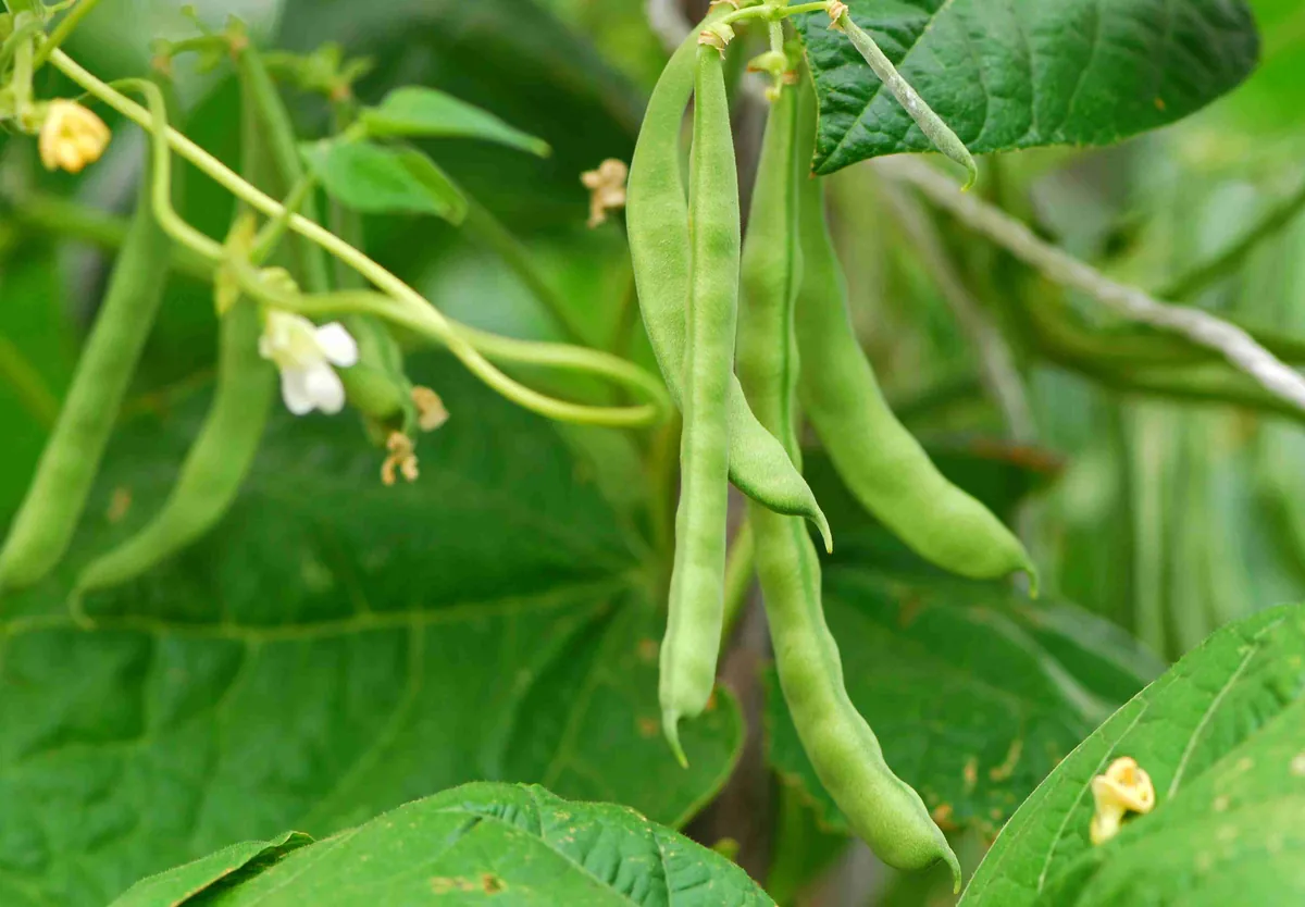 Green Bean