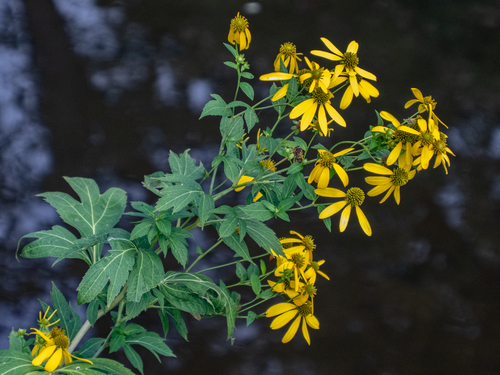 Green Headed Coneflower