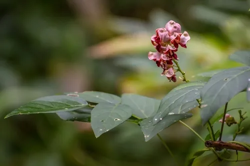 Groundnut