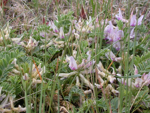 Groundplum Milkvetch