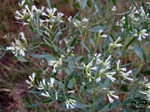 Groundsel Tree