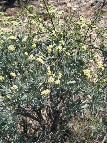 Guayule