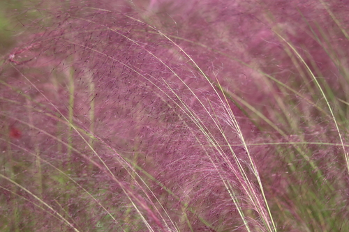 Gulf Muhly
