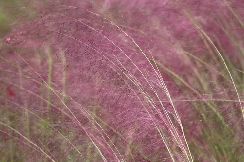 Hairawn Muhly