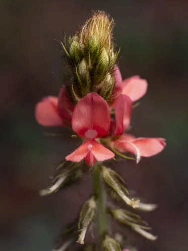 Hairy Indigo