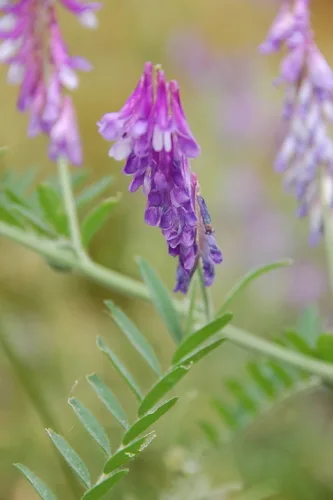 Hairy Vetch