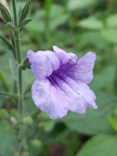 Hairy Wild Petunia