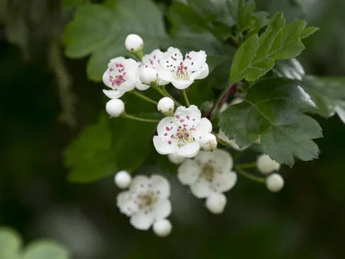 Hawthorn