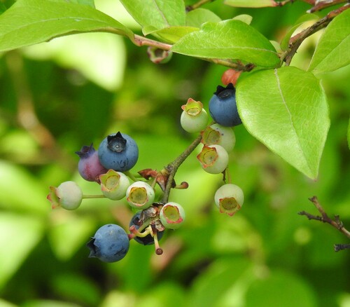 Highbush Blueberry