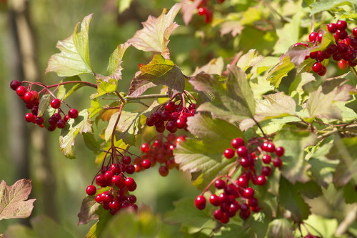 Highbush Cranberry