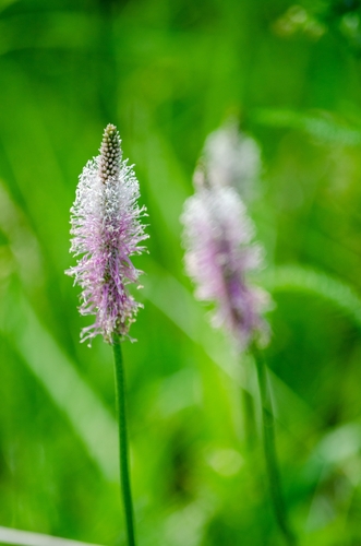 Hoary Plantain