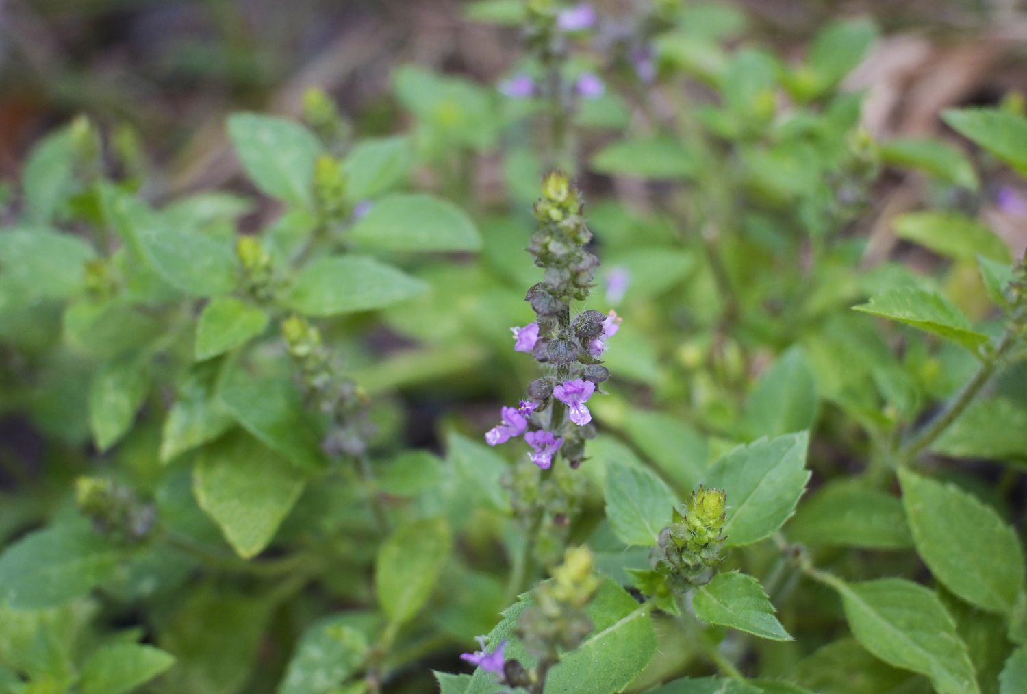 Holy Basil