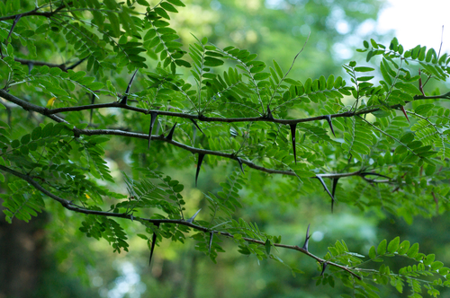 Honey Locust