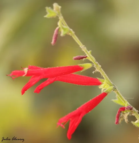 Honey Melon Sage