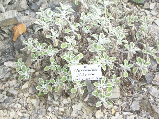 Horehound