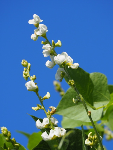 Hyacinth Bean