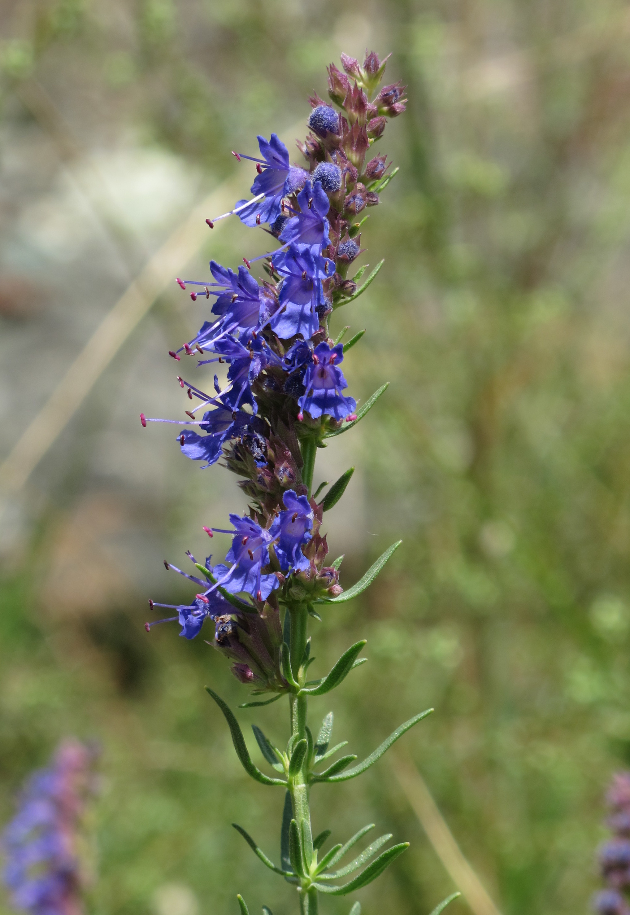 Hyssop officinalis