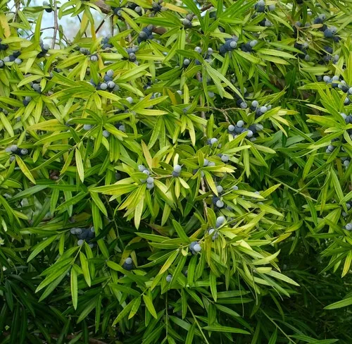 Illawarra Plum