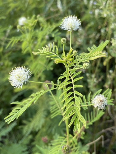 Illinois Bundleflower