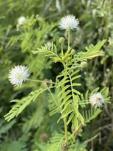Illinois Bundleflower