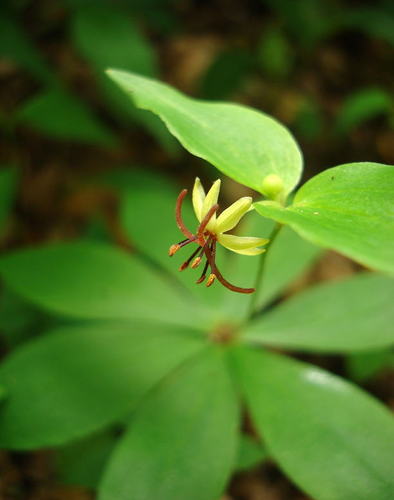 Indian Cucumber Root