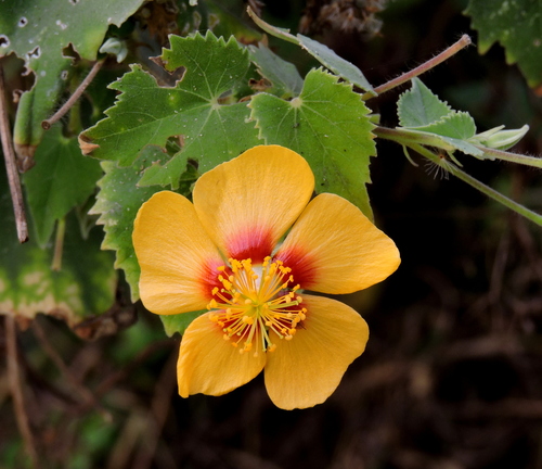 Indian Mallow