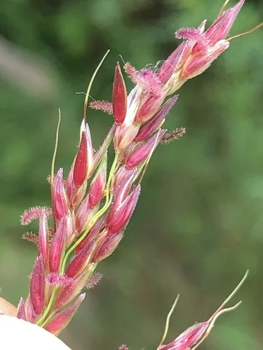 Indiangrass